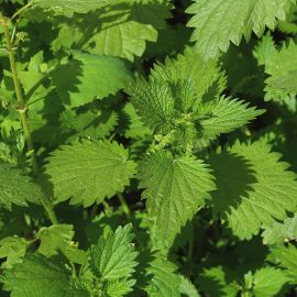 Tintura Madre de Ortiga (urtica dioica) 30 ml