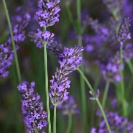 Gotas Orales de Lavanda 30 ml