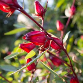 Gotas Orales de Hibiscus 30ml