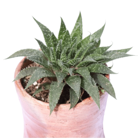 Aloe Aristata