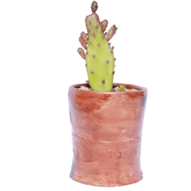 Cactus Opuntia Tuna